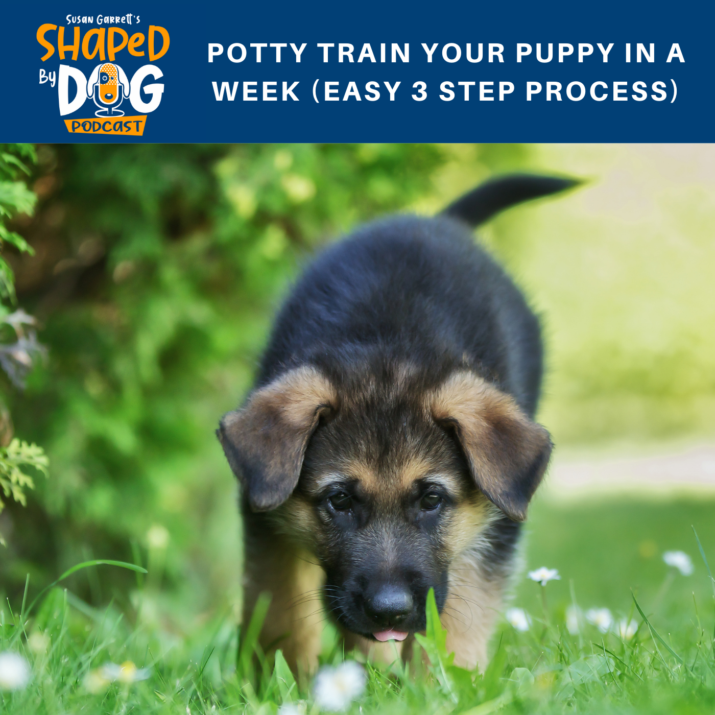 how to house train a dog in a week