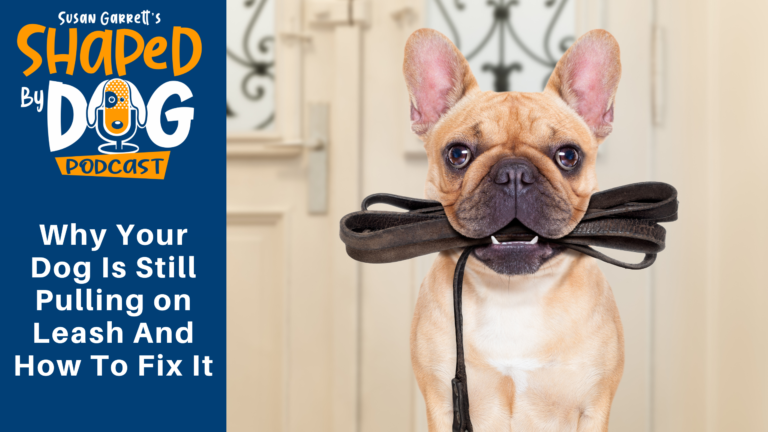 Episode 73: Why Your Dog Is Still Pulling on Leash And How To Fix It ...