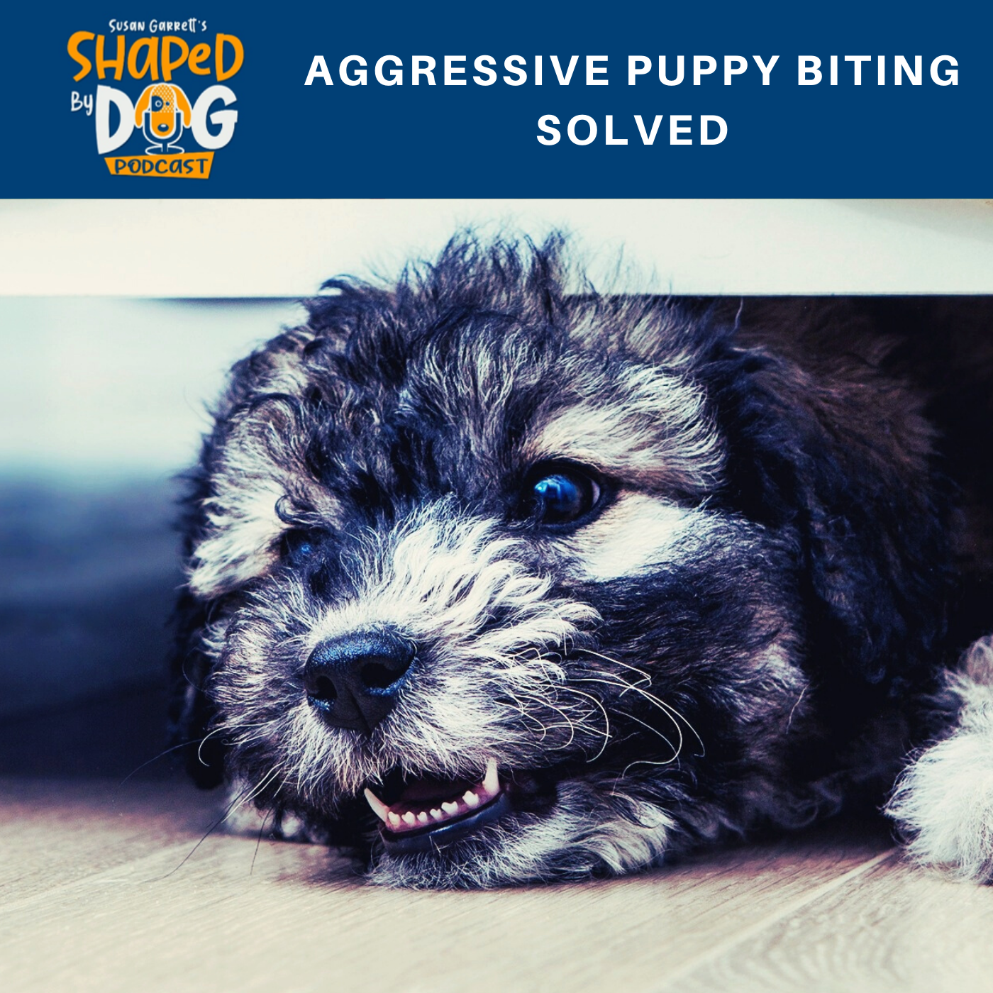 how do you know if a puppy is aggressive and biting