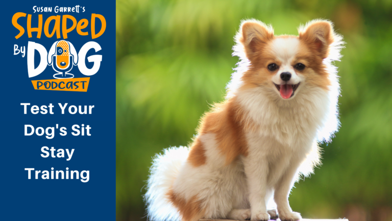 Transcript of Episode 135: Test Your Dog's Sit Stay Training - DogsThat