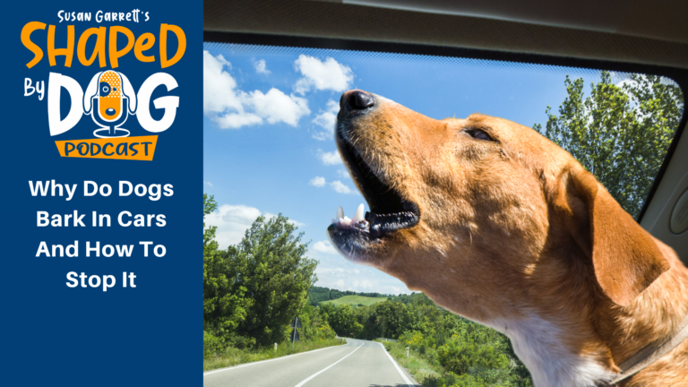 How to stop your store dog barking in the car