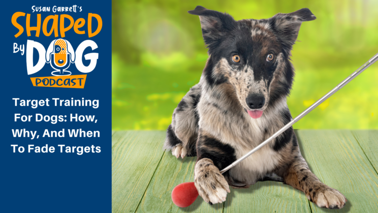 New Training Tools Every Dog Owner Should Know About
