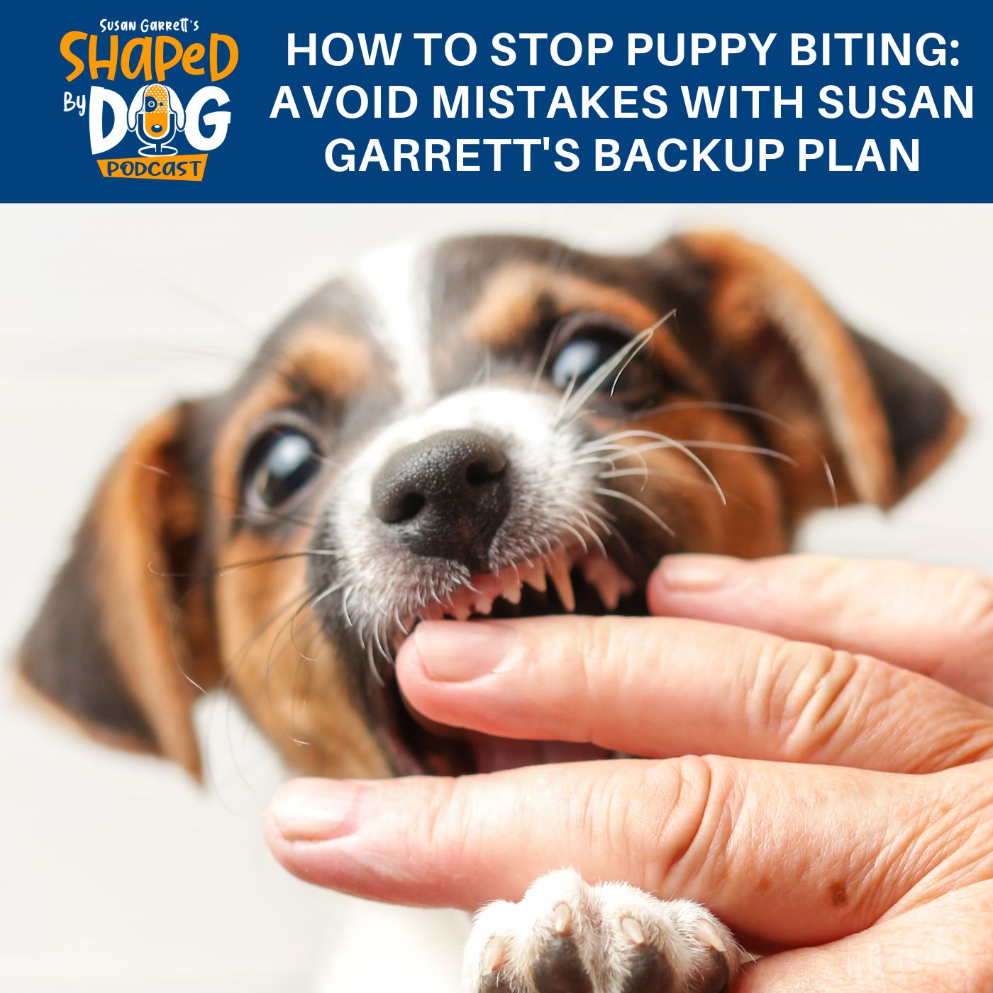Episode: #234 - How To Stop Puppy Biting: Avoid Mistakes With Susan Garrett’s Backup Plan