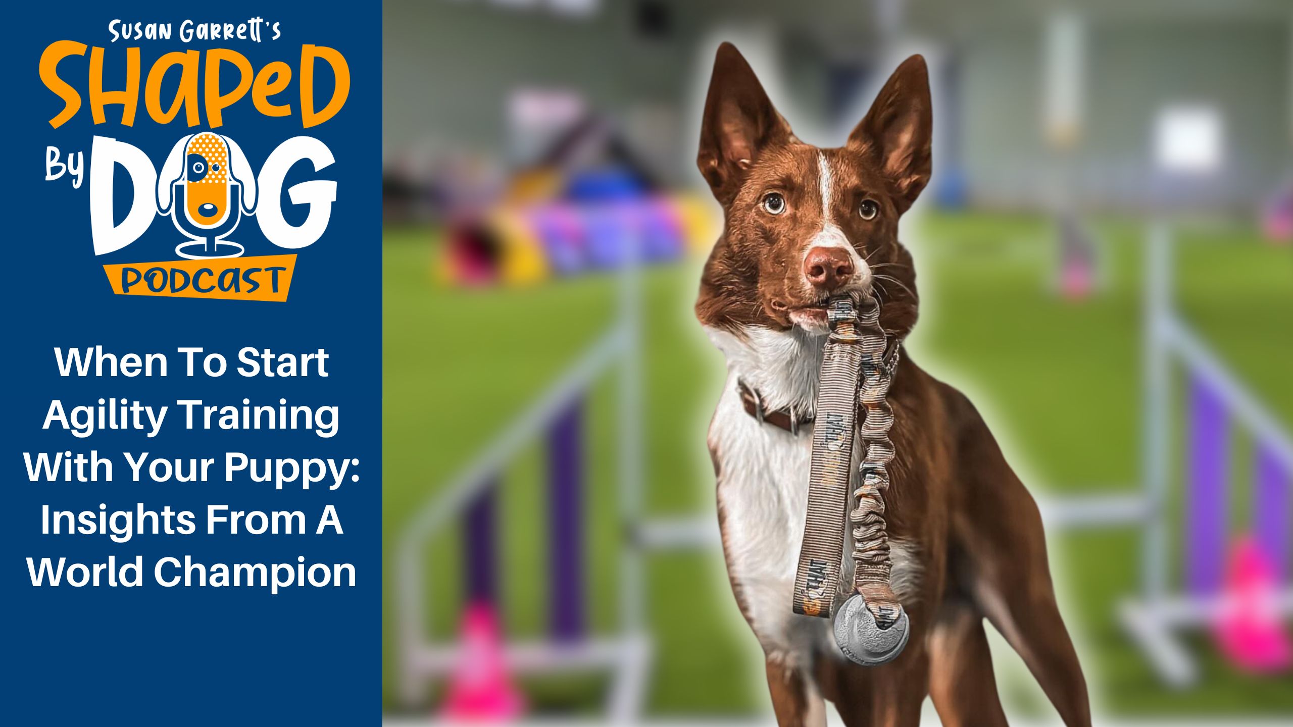 Transcript of Episode 277 When To Start Agility Training With Your